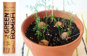 Greenbomba: Plantas aromáticas que germinan solas