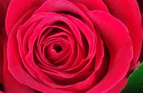 Ramo de rosas rojo pasión