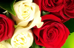 Ramo de rosas rojas y blancas