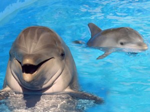 delfines-despedida-verano