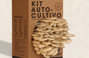 Kit de autocultivo ecológico de setas