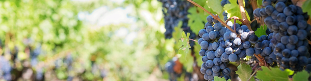 Los mejores Vinos para regalar