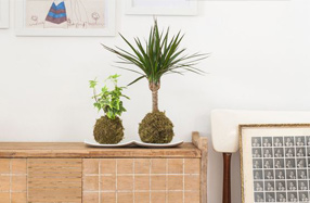 Kokedama: la planta que no necesita maceta