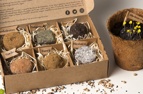 Bombas de semillas para cultivar plantas aromáticas