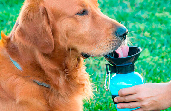 Botella bebedero para perros