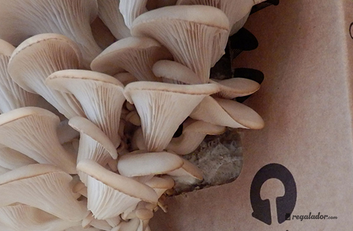 Kit de autocultivo ecológico de setas