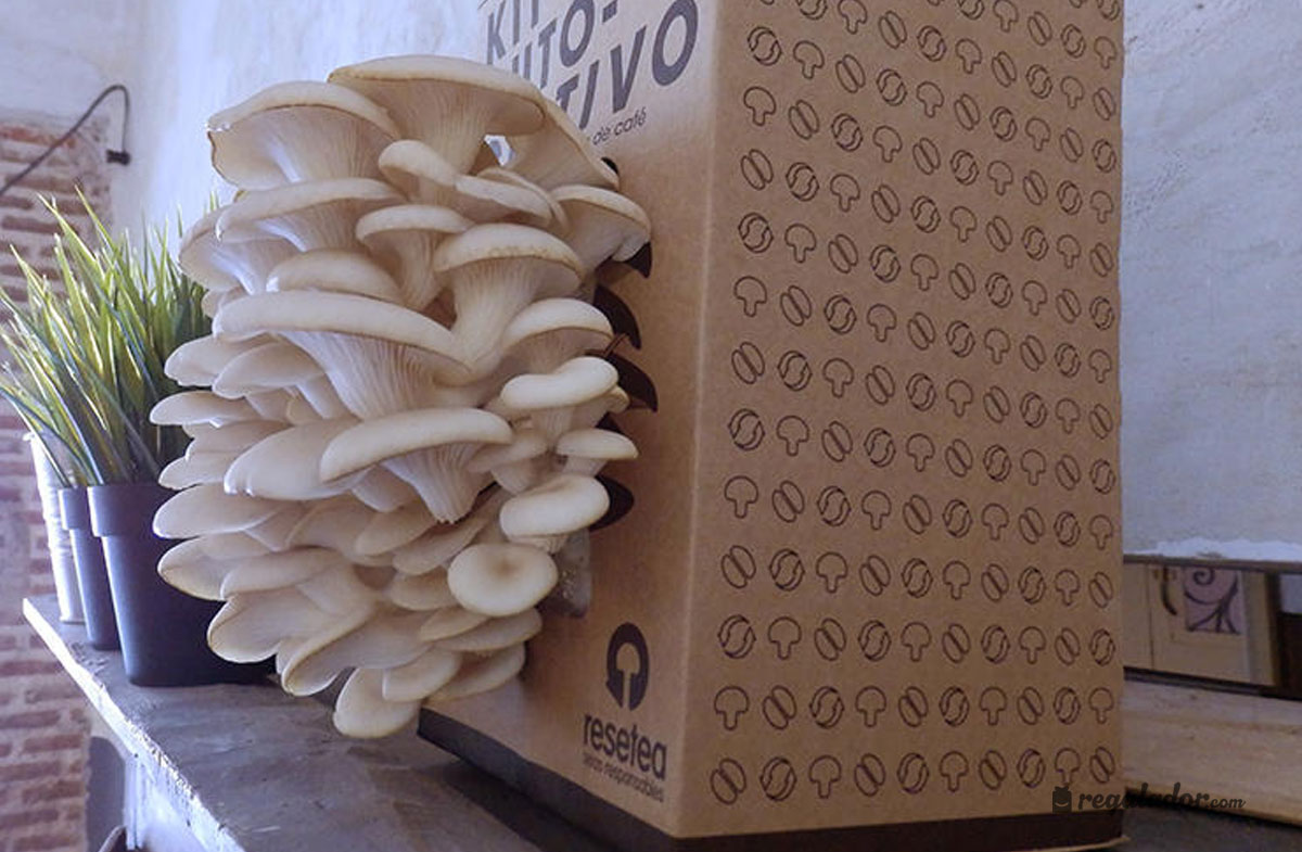 Kit de autocultivo ecológico de setas