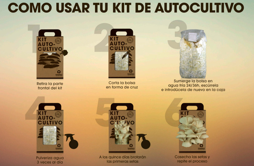 Kit de autocultivo ecológico de setas