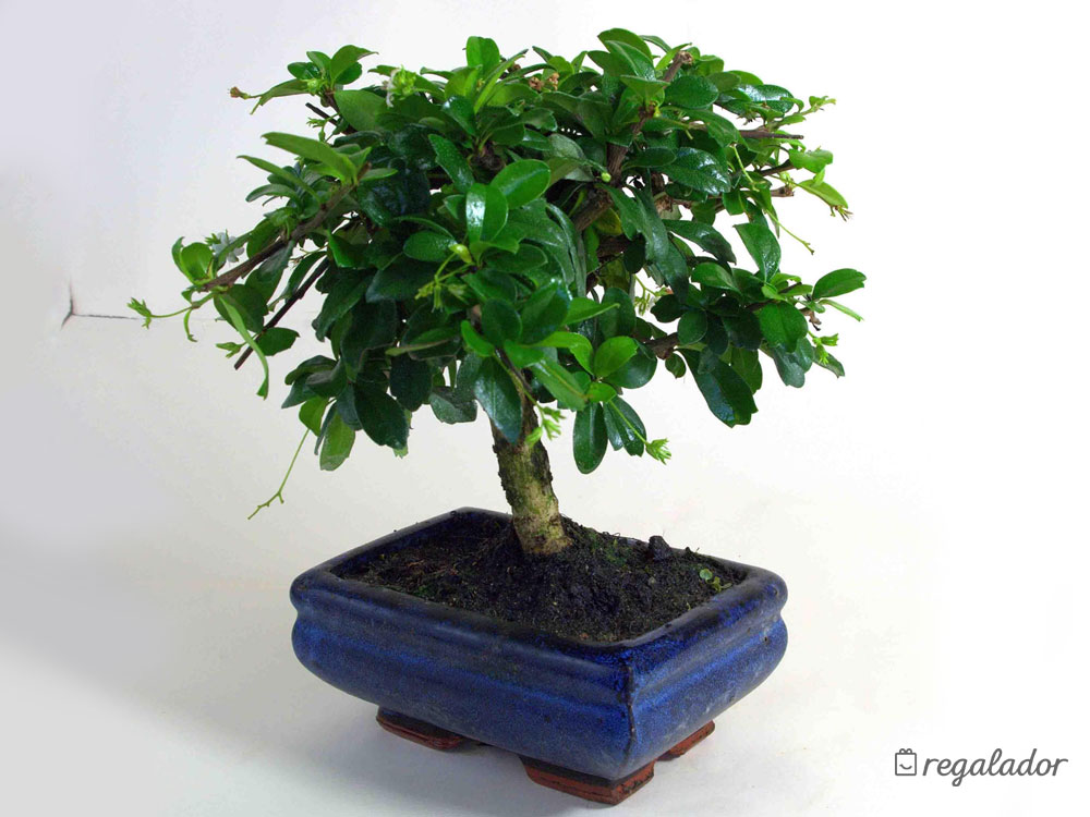 Bonsáis: el regalo ideal para amantes de las plantas