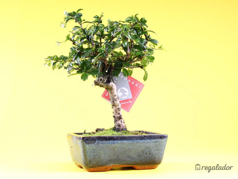 Bonsáis: el regalo ideal para amantes de las plantas