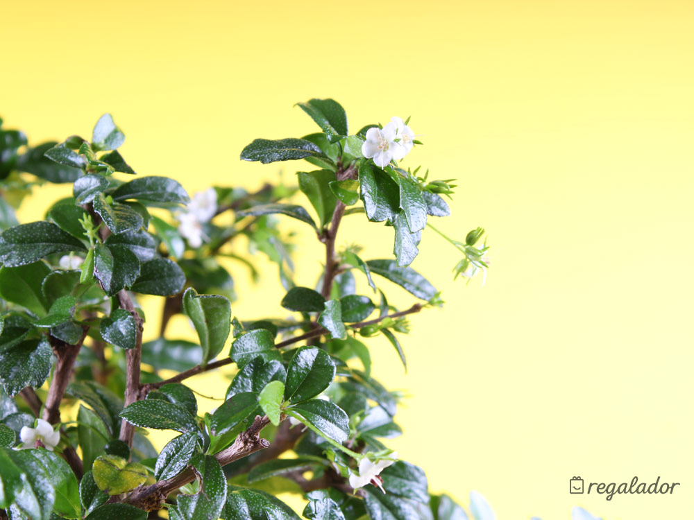 Bonsáis: el regalo ideal para amantes de las plantas