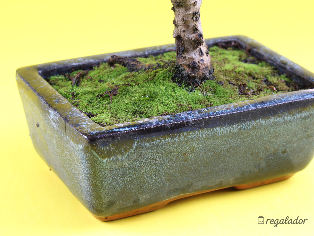 Bonsáis: el regalo ideal para amantes de las plantas