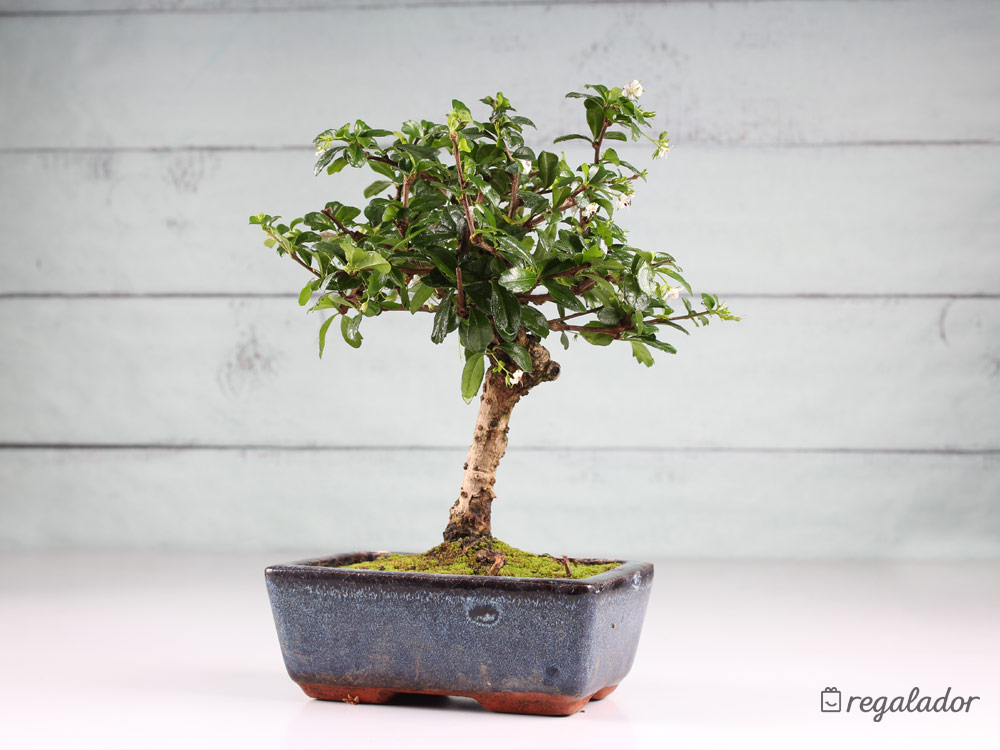 Bonsáis: el regalo ideal para amantes de las plantas