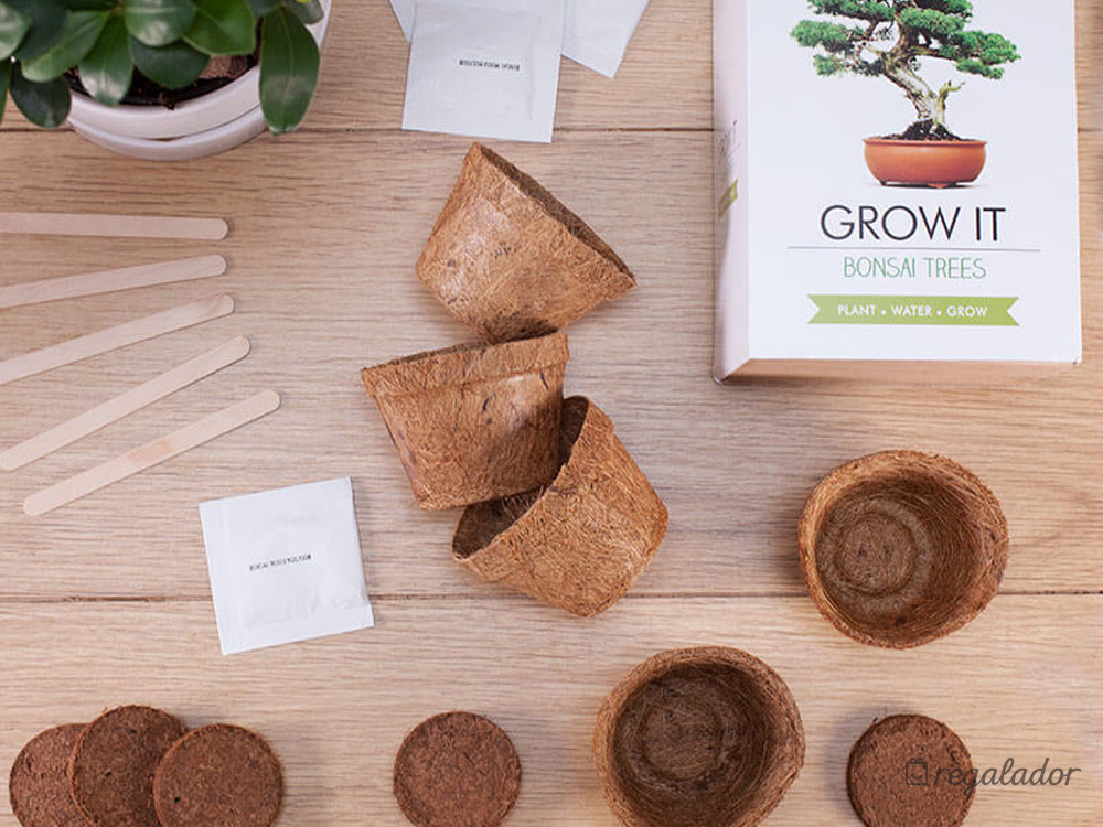 Kit para plantar tu propio Bonsái