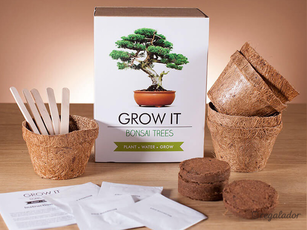 Kit para plantar tu propio Bonsái