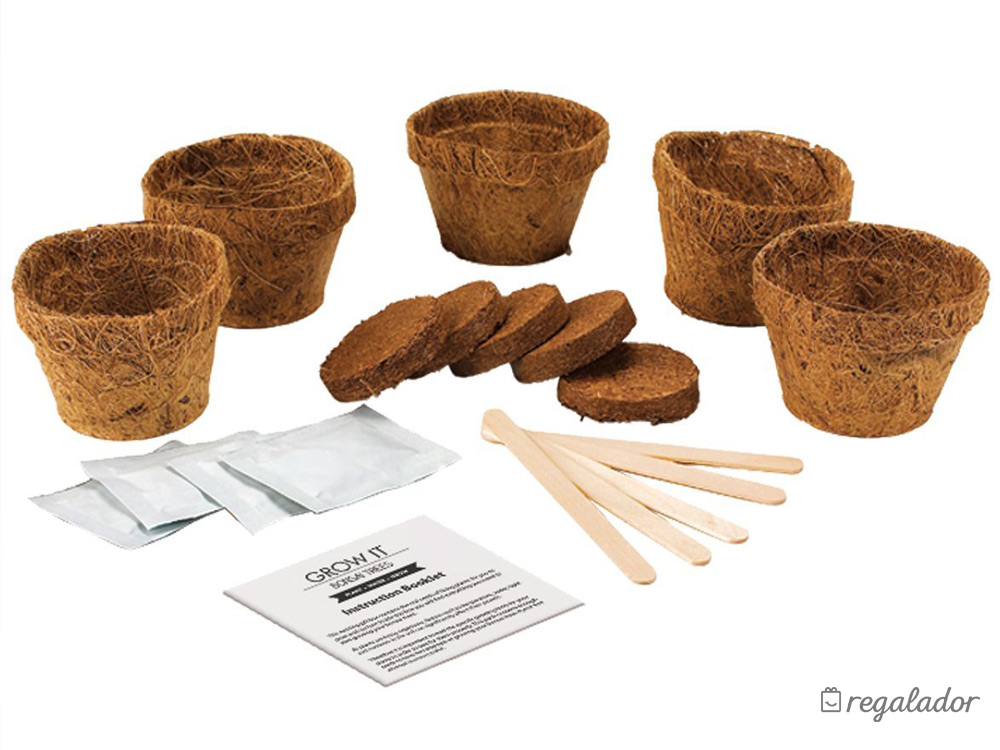 Kit para plantar tu propio Bonsái