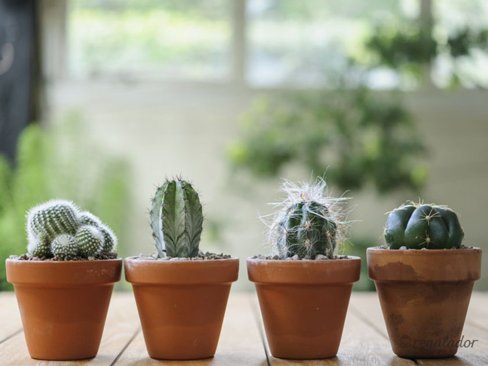 Kit de cultivo de cactus