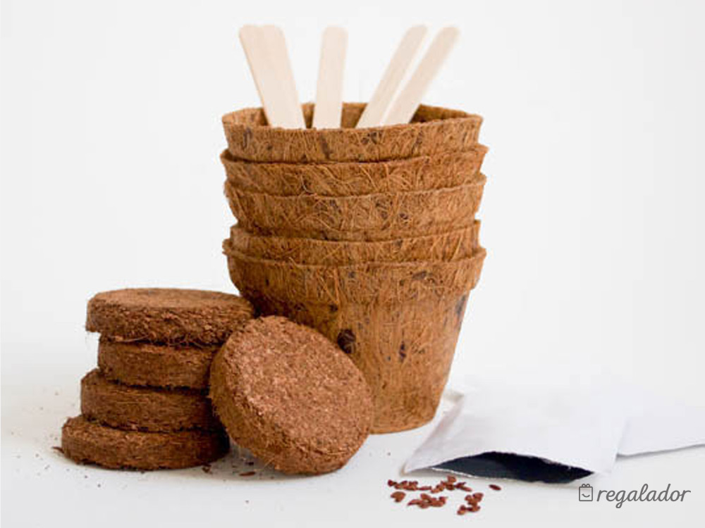 Kit de cultivo de cactus