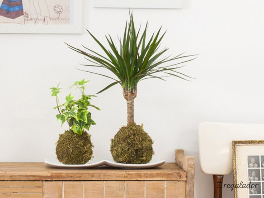 Kokedama: la planta que no necesita maceta