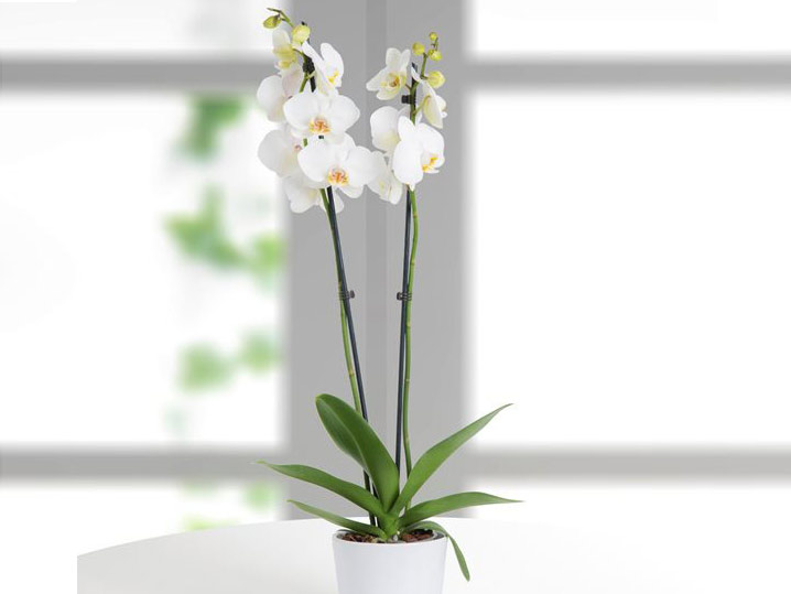 Orquídea Phalaenopsis, elegancia en casa